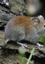 Ta' med NaturNørd på dyrejagt i skoven