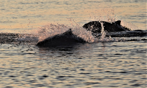 Marsvine- og sælsafari med Øresundsakvariet