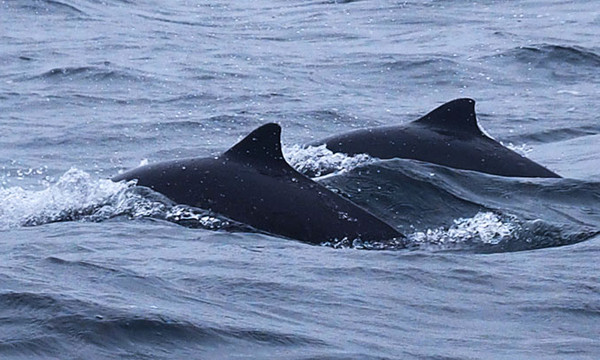 Marsvine- og sælsafari med Øresundsakvariet