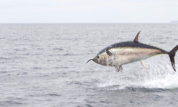 Tunsafari med Øresundsakvariet