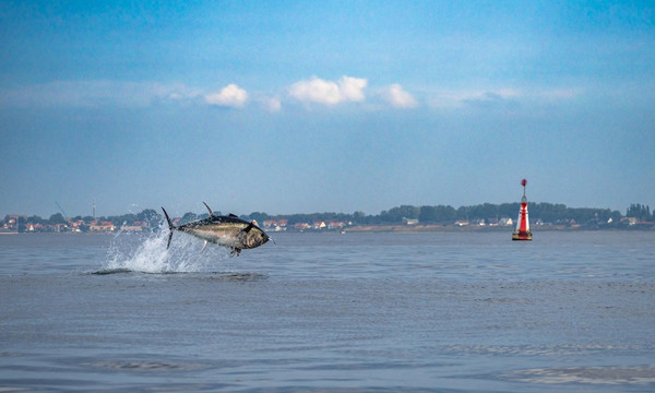 Tunsafari med Øresundsakvariet