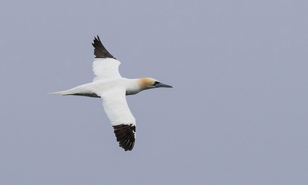 Havfuglesafari med Øresundsakvariet